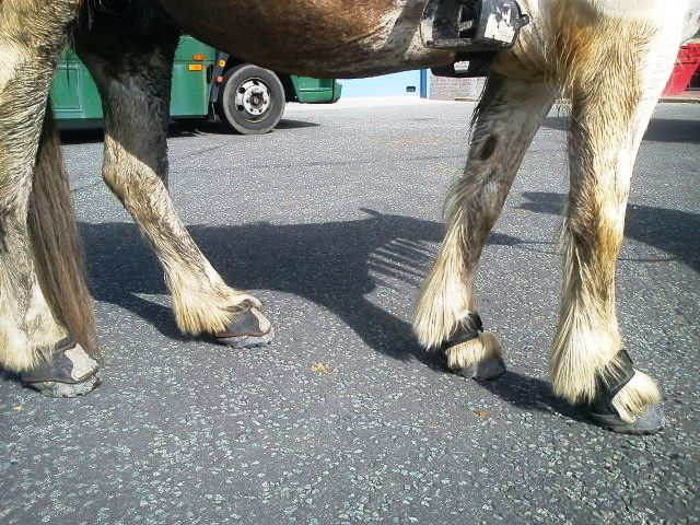 Squiggle after a ride with BC's behind and Gloves in front - too much feather!