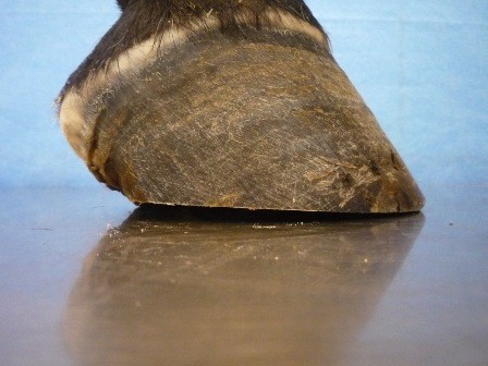 when the horse loads the foot, the heel will relax and the foot will be balanced