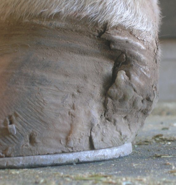 Big's hoof crack, shown here with glue in attempt to hold the hoof together. Photo by Karen Reeves 