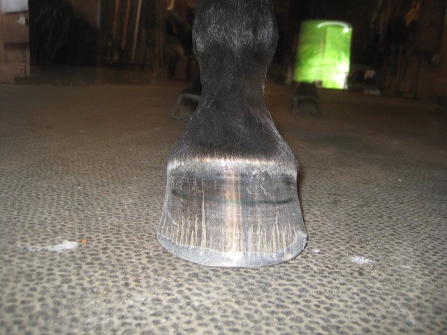 Front view of right front hoof in June. This is the tail end of our spring grass season.
