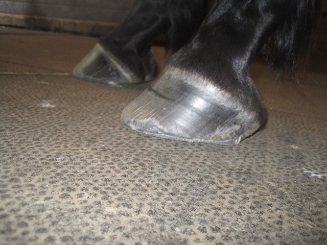 The side or lateral view shows a slight flare (bad), short toe and low heel (both good). Note correct hairline angle down to the ground.