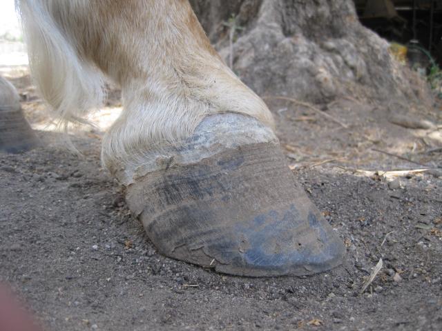 Question: what do you think of my horse's heels? See story in comments : r/ Horses