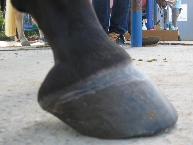 Doc Foal's The Black Pad - Cushioned Insoles for your horse! – Doc Foal's |  The Black Pad