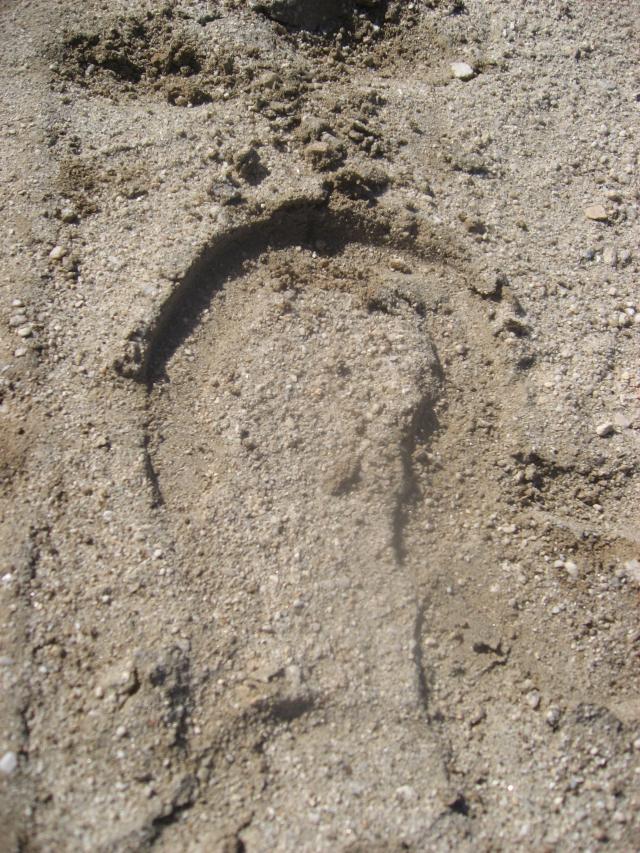 No sign of the frog on this shod hoof print.