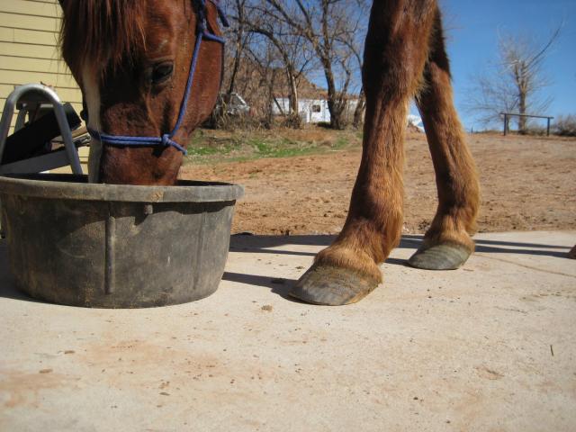 Thoroughbred Mare With Collapsed Heels (Heart Bar Shoeing) - YouTube