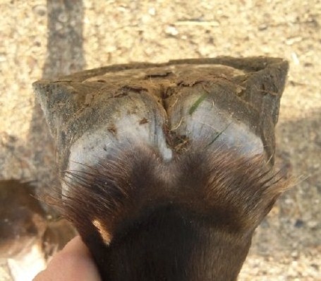 Dealing with Hoof Capsule Distortion and Dysfunction – The Horse