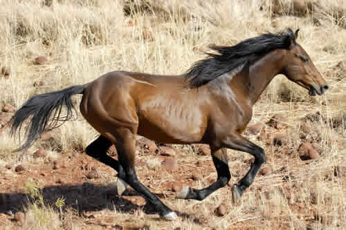 Brumby Stallion - Photo from the The Australian Brumby Research Unit website. 