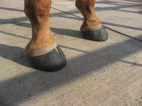 The shells help keep your horses hooves clean as you glue on the other boots.