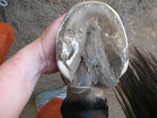 Doc blew out the left, rear of his right hind sole.