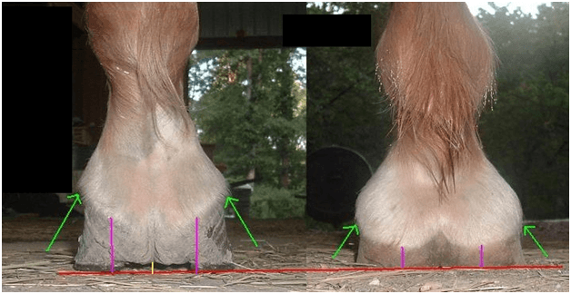 Horse Hoof Care Guide | VioVet - VioVet Knowledgebase