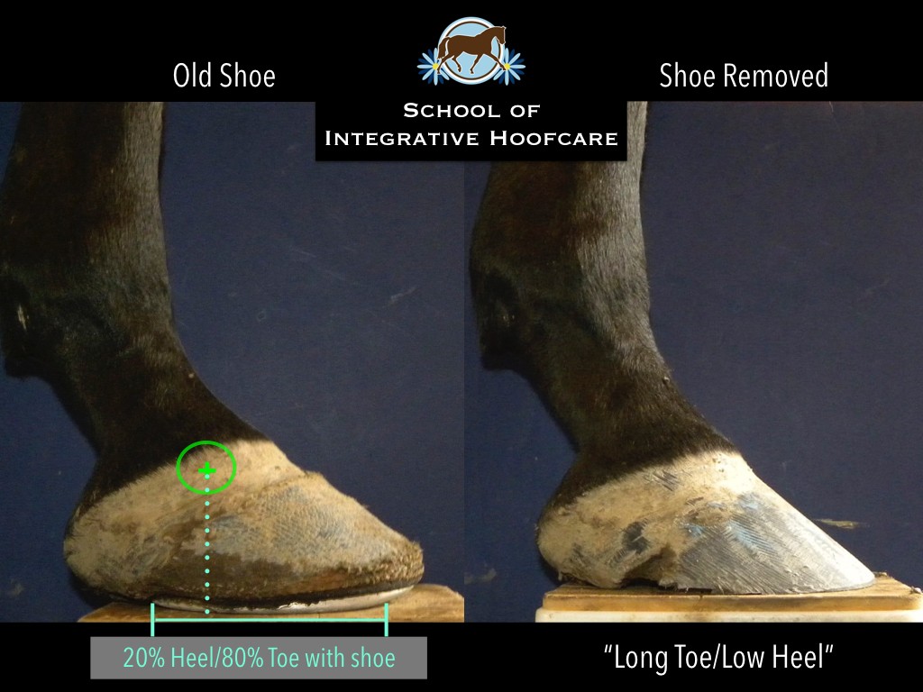 Laminitis in horses: signs, causes, treatment and prevention