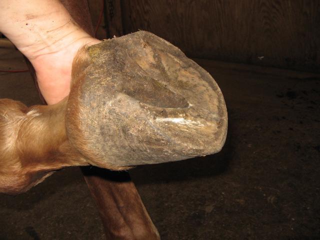 Side view of the sole reveals good concavity, a healthy frog, but too much wall. And lots of heel.