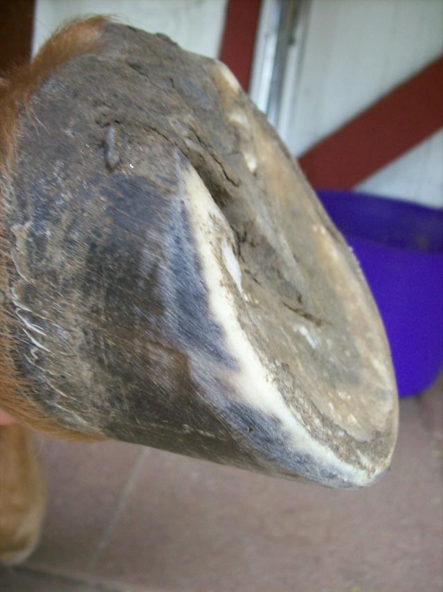 The side view of Eddie's hoof shows short heels, full concavity from the frog to the laminae aka white line, and a beveled or angles outer wall.