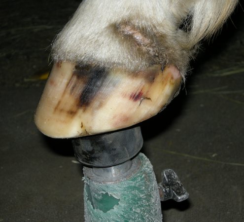 Healthy hoof, with crack grown out. Photo by Karen Reeves 