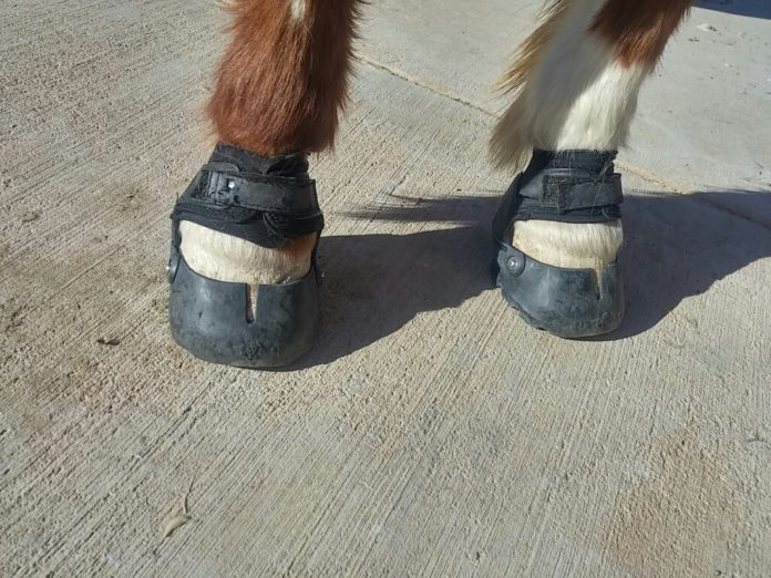 easy boot glove for horses
