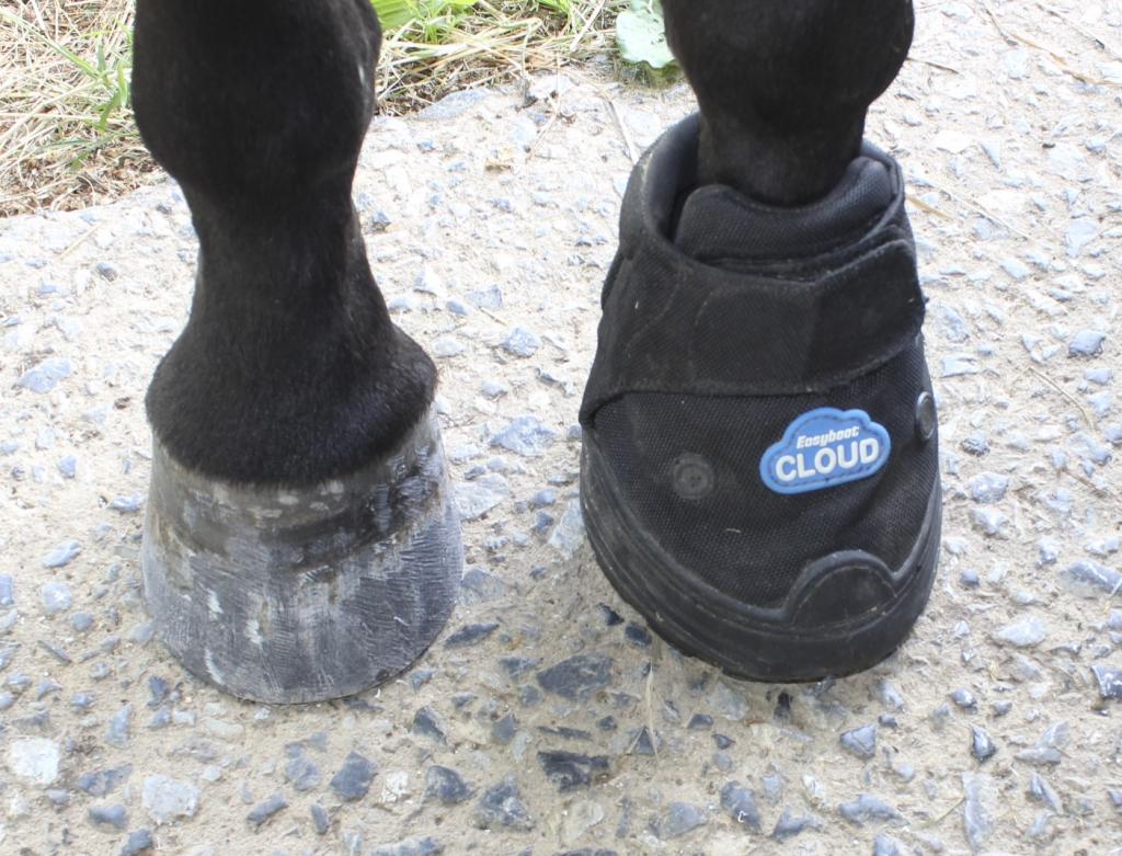 easy cloud boots for horses