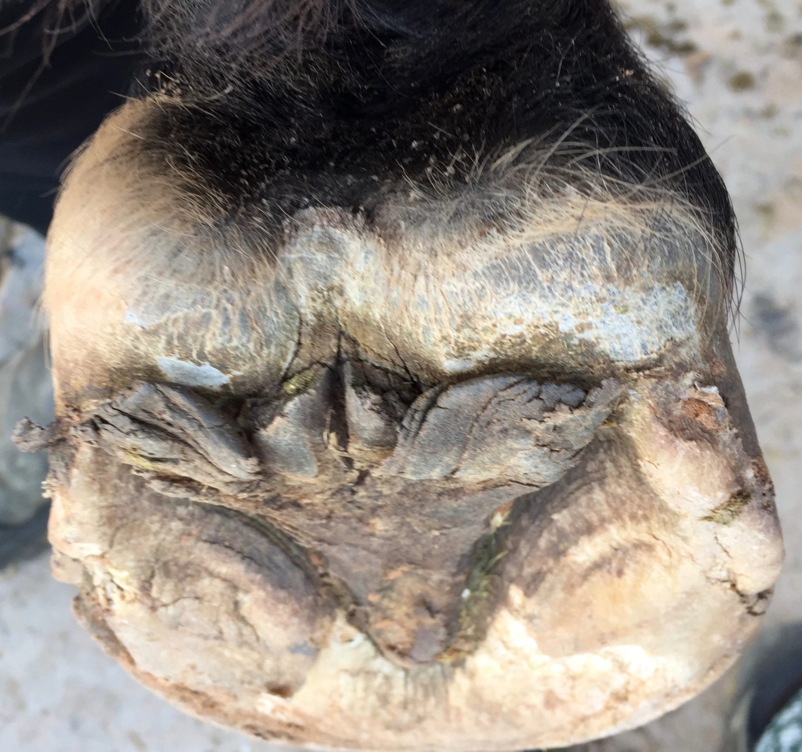 Think Before you Trim - A Guide to Trimming Hooves with Gwen Santagate –  Scoot Boots