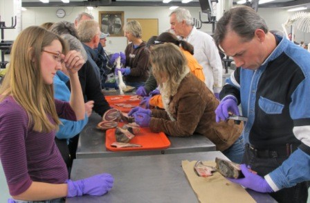 Dissection study 