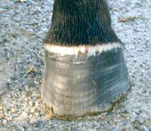Thin, shelly racehorse feet easily crack.