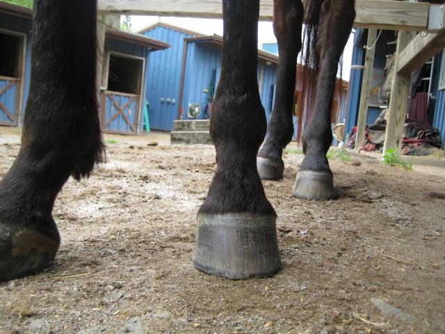 Another great Thoroughbred foot.