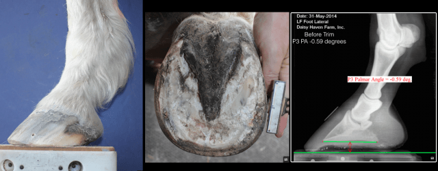 Lameness caused by thin soles in a horse — Burwash Equine Services