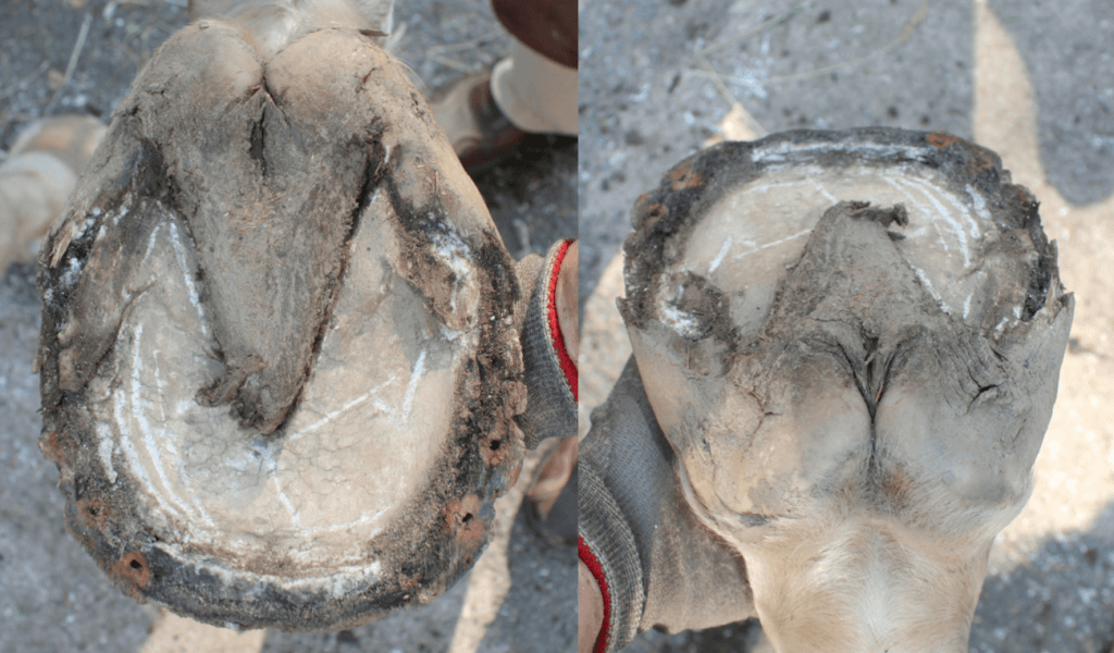 How to Identify Pastern Problems
