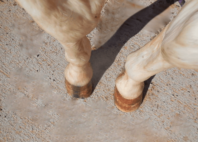 Sustaining the Hoof - Managing Underrun Heels