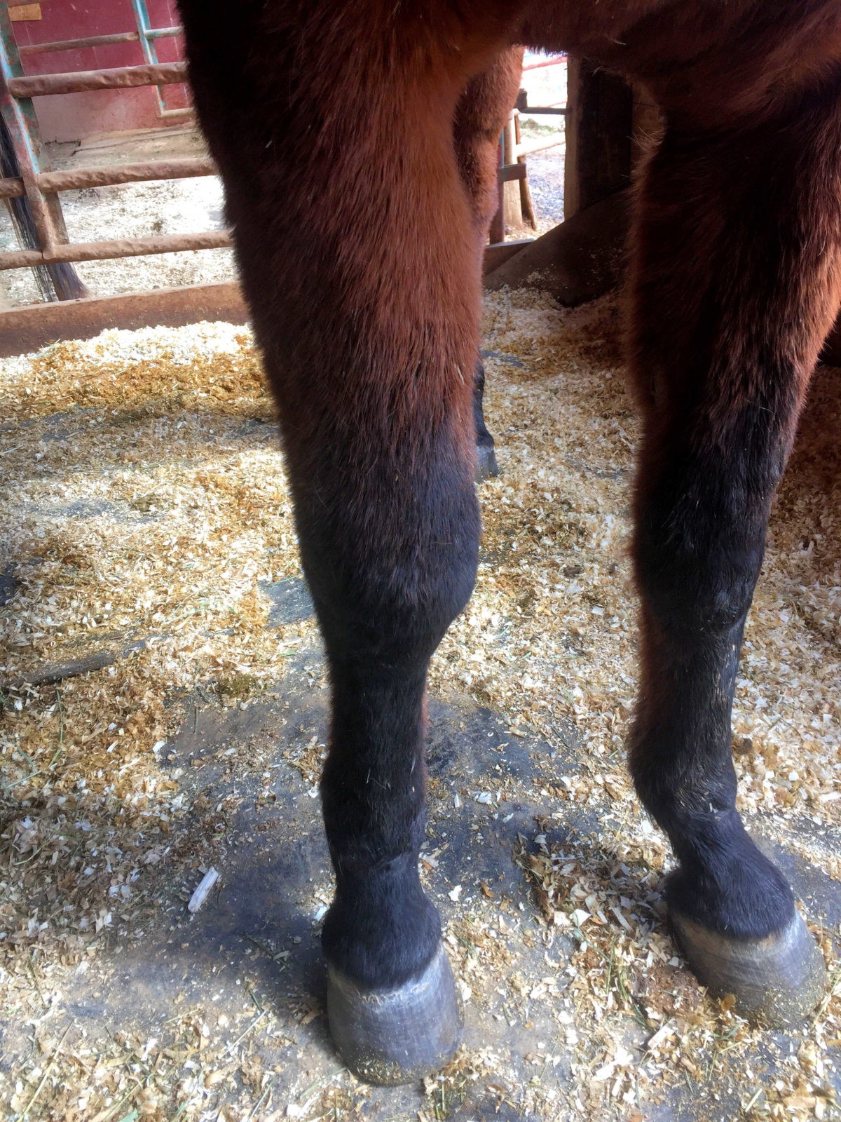 Rockley Farm: Paddy - long toes, high heels and cracks - comparison photos