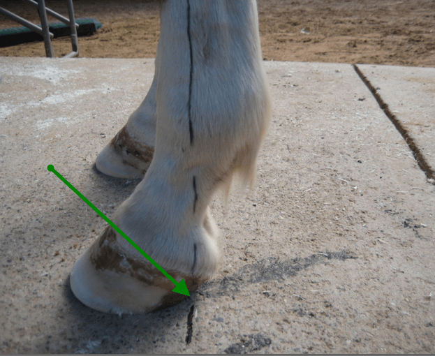 The Value of Measuring the Hoof | EponaMind