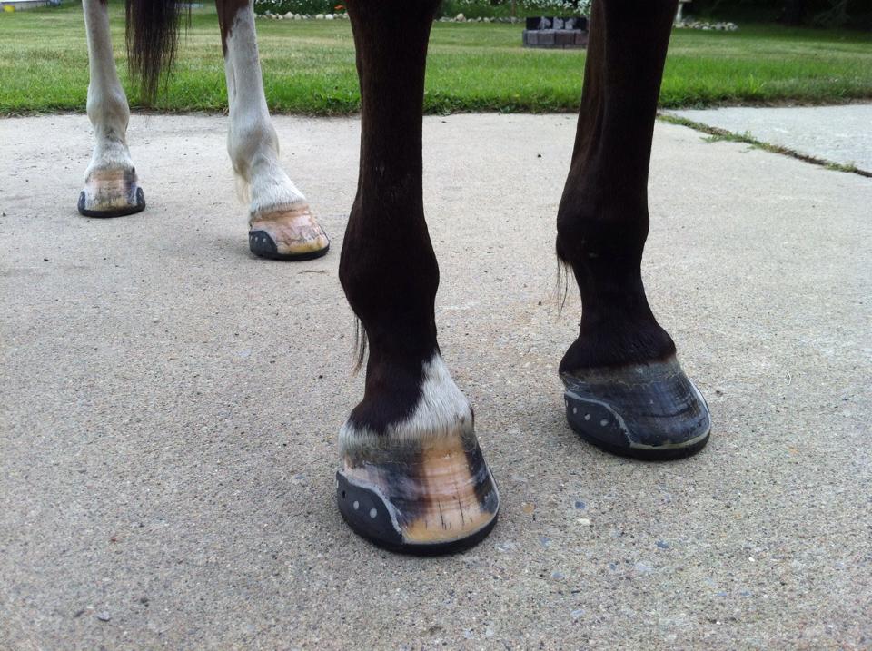 First Look at the EasyShoe 3D - EasyCare Hoof Boot News