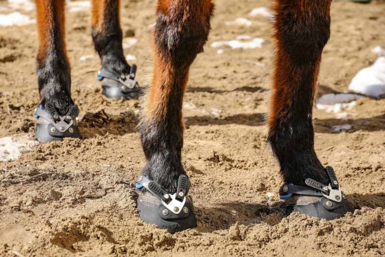 Ask a Product Specialist: Different Hoof Sizes - EasyCare Hoof Boot News