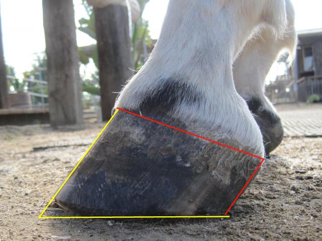 Managing Low Heels in Performance Horses – The Horse