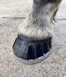 Shoes for Horses