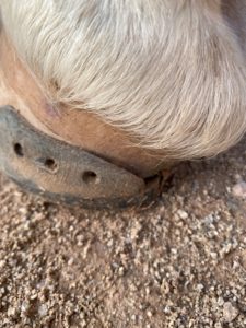 Shoe A Horse With Super Glue - EasyCare Hoof Boot News