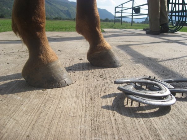 Should Horses Be Barefoot or Shod
