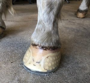 Shoe A Horse With Super Glue - EasyCare Hoof Boot News