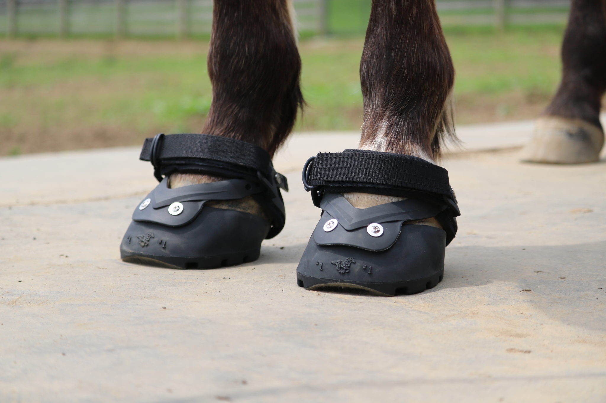How to Apply the New Easyboot Glove 50 - EasyCare Hoof Boot News