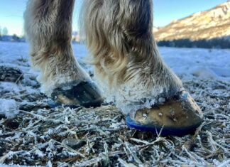 Nail-On vs Glue-On: How to Pick an EasyShoe for Your Horse